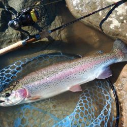 厳しいぞ ～天竜川ルアーフライ専用区～